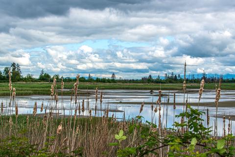 The Snohomish estuary. (AdobeStock) The Snohomish estuary. (AdobeStock)