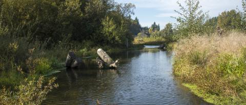 To reduce the flow of nitrogen into Puget Sound, action will be needed upstream in the watersheds, experts say. Protecting vegetation along streams is a partial solution. Treatment plants, agriculture, urban stormwater and alder trees contribute to the problem. Photo: Port of Tacoma A stream flows through dense greenery, with fallen logs in the water and trees and vegetation crowding both banks under a clear blue sky.