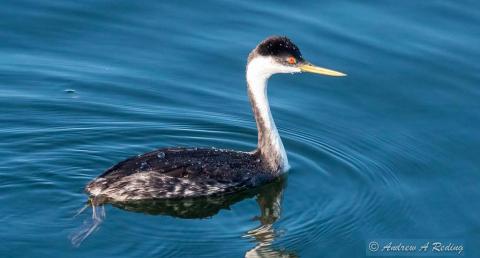 Western grebe. Public Pier, Blaine, WA. Photo: Andrew Reding https://www.flickr.com/photos/seaotter/10298390254
