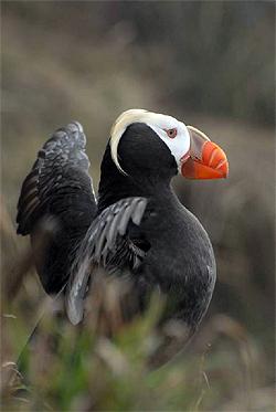 The Tufted Puffin is among 125 species of concern found in the Salish Sea. Photo: Peter Hodum. The Tufted Puffin is among 125 species of concern found in the Salish Sea. Photo: Peter Hodum.