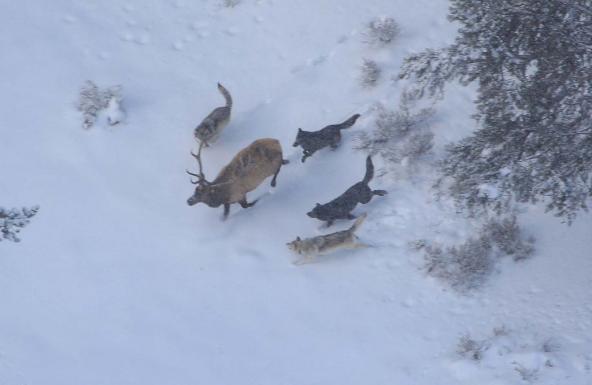 Yellowstone wolves chasing a bull elk (2007). Photo: Doug Smith (public domain) https://commons.wikimedia.org/wiki/File:Wolves_and_elk.jpg