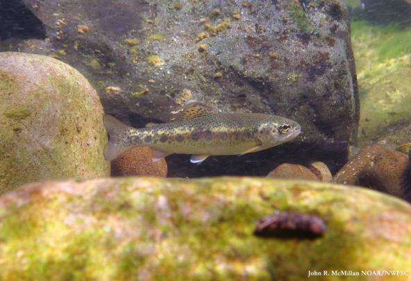 Juvenile Steelhead. Photo: John R. McMillan NOAA/NWFSC (CC BY-NC-ND 2.0) https://www.flickr.com/photos/nmfs_northwest/10695697143