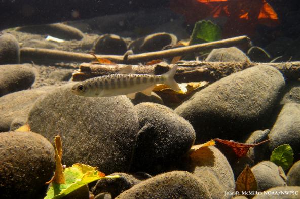 Juvenile chinook in the Elwha. Photo: John R. McMillan NOAA/NWFSC (CC BY-NC-ND 2.0) https://www.flickr.com/photos/nmfs_northwest/10695455535