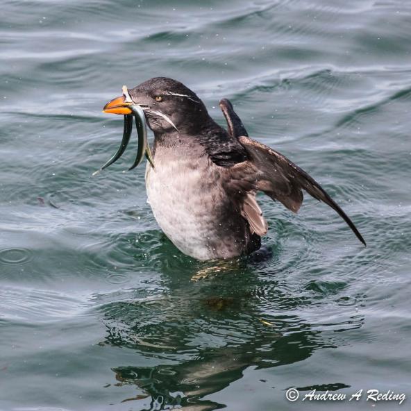 Rhinoceros auklet with Pacific sand lance. Point Hudson, Port Townsend, Washington. Photo: Andrew Reding (CC BY-NC-ND 2.0) https://www.flickr.com/photos/seaotter/16343412270