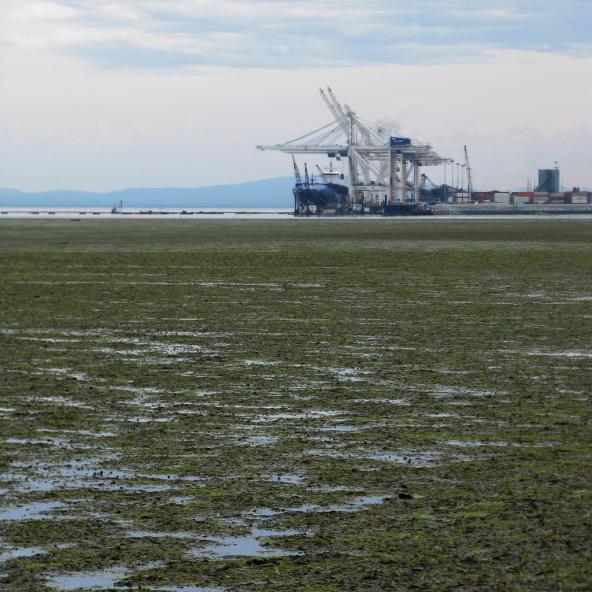 DeltaPort, Roberts Bank 2008. Exposed tidal flats just west of the container berth. Photo: Gord McKenna (CC BY-NC-ND 2.0) https://www.flickr.com/photos/gord99/2599454650