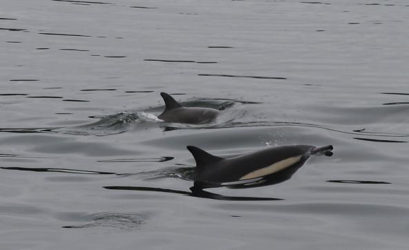 Long-beaked Common Dolphins in West Bay, Eld Inlet of Puget Sound, Olympia, WA. Photo: Jon. D. Anderson (CC BY-NC-ND 2.0) https://www.flickr.com/photos/jon_d_anderson/27968374862