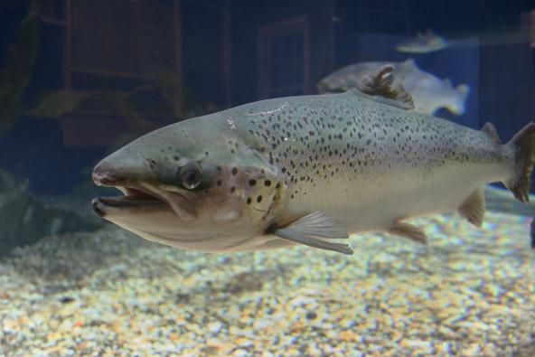 Atlantic salmon (Salmo salar). Photo: Maritime Aquarium at Norwalk (CC BY-ND 2.0) https://www.flickr.com/photos/maritimeaquarium/5121214508
