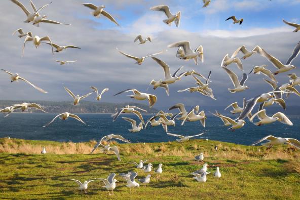 Gulls in flight. Protection Island National Wildlife Refuge. Photo: Peter Davis/U.S. Fish and Wildlife Service (CC BY-NC 2.0) https://www.flickr.com/photos/usfwspacific/5693342732
