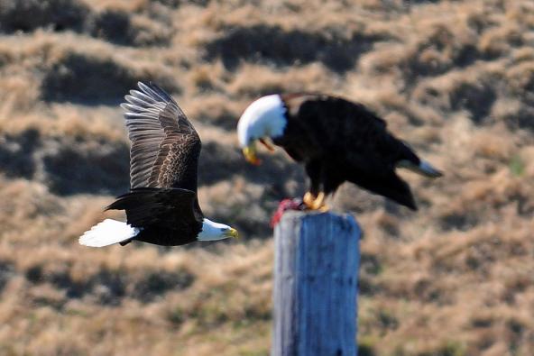Bald Eagles. Protection Island National Wildlife Refuge. Photo: Peter Davis/U.S. Fish and Wildlife Service (CC BY-NC 2.0) https://www.flickr.com/photos/usfwspacific/5693353812