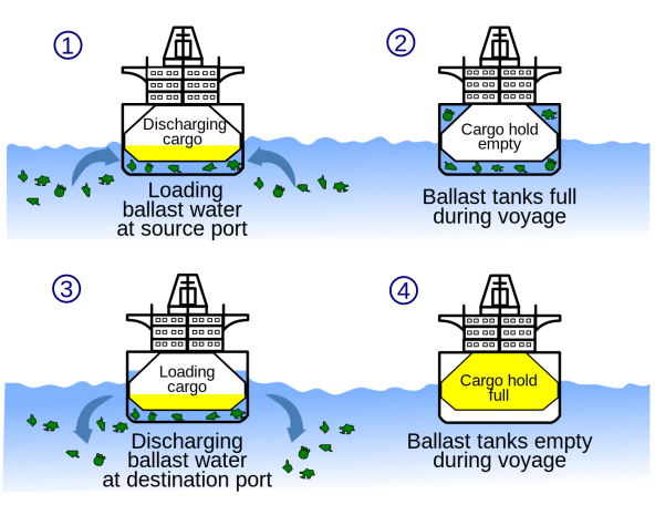 Diagram showing the water pollution of the seas from untreated ballast water discharges. By: Maxxl² (CC-BY-SA-3.0) https://commons.wikimedia.org/wiki/File%3ABallast_water_en.svg