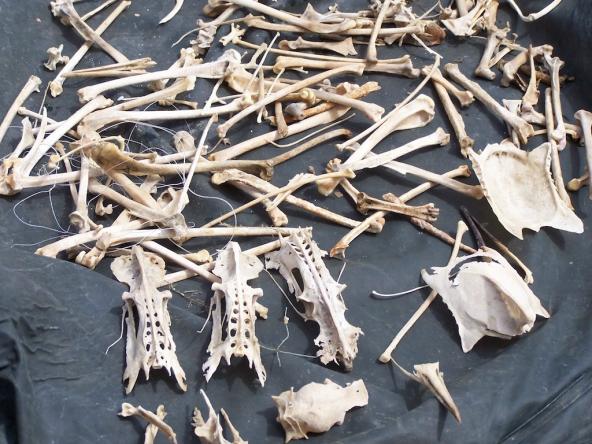  Bird bones found from the USFWS Puget Sound Coastal Program's Derelict Fishing Gear Project, Credit USFWS Joan Drinkwin https://flic.kr/p/8TX8qd