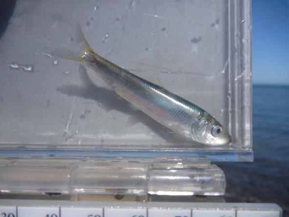oung Pacific herring in a photarium collected for field observations and measurement. Photo: Todd Sandell/WFDW