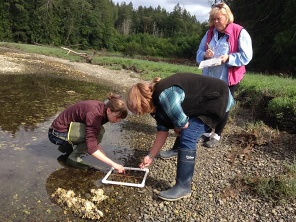 Emily Grason, left, and volunteer Joanmarie Eggert take stock of the species found at a random spot on the beach at Zelatched Point, while Cathy Bohman, another volunteer, takes notes. Photo: Christopher Dunagan