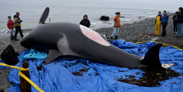 The carcass of J32, nicknamed 'Rhapsody,' lies on the beach as bystanders gather. Photo: Marcie Callewaert