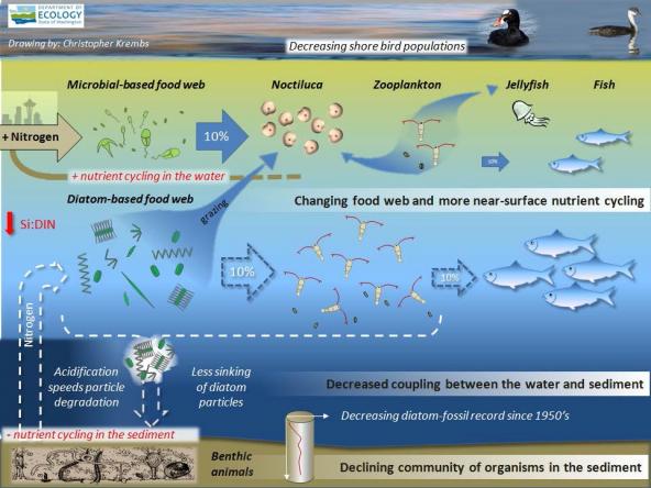 Food web diagram showing increased nutrient cycling in the water and less in sediment. Drawing: Christopher Krembs, WA Ecology