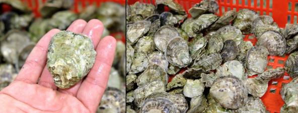 Two images showing a hand holding a single Olympia oyster (left) and dozens in a plastic bin (right). Photos: Sarah DeWeerdt
