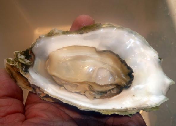 Prime Drayton Harbor oyster. Photo: Steve Seymour Prime Drayton Harbor oyster. Photo: Steve Seymour
