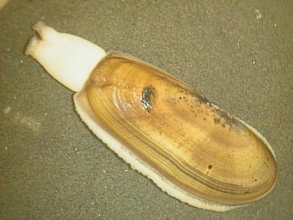 Pacific razor clam. Photo: RazorClam23 [Public domain], via Wikimedia Commons
