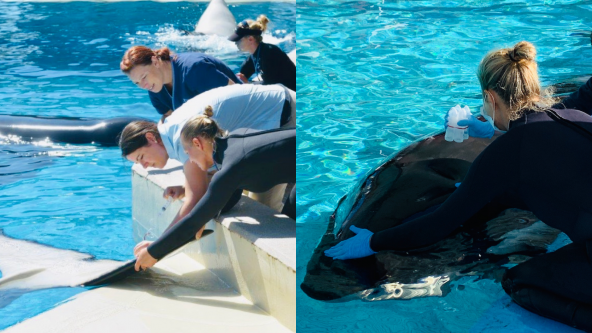 Employees at SeaWorld Orlando’s Zoological Department take a blood sample (left) and a breath sample (right) from killer whales living at the marine park. Photos: SeaWorld