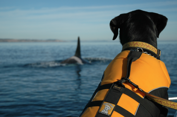 Tucker, a Labrador retriever mix, has a keen ability to track down killer whale feces, which contains trace levels of hormones and toxic chemicals. Researchers can tell a great deal from these fecal samples, including whether a female orca is pregnant. Photo: Kelley Balcomb-Bartok