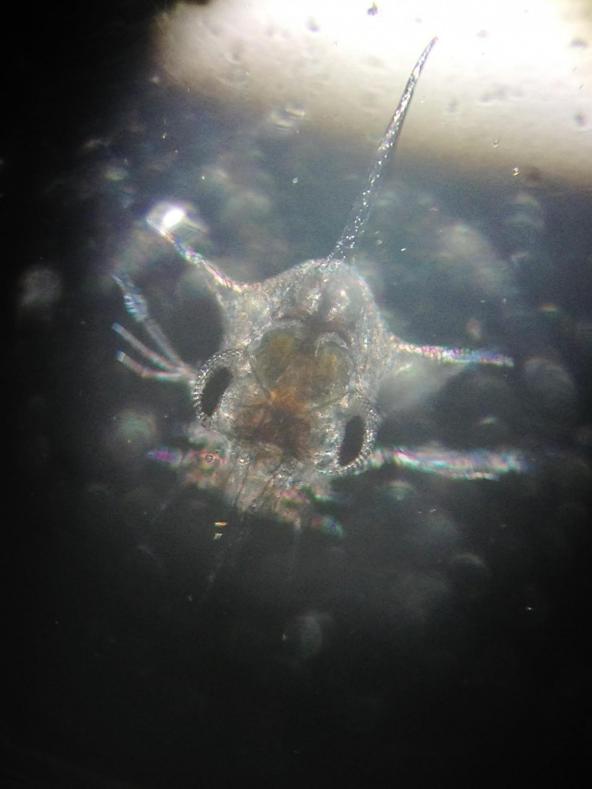 Dungeness crab larvae, called zoeae. Photo: Jason Miller/NOAA