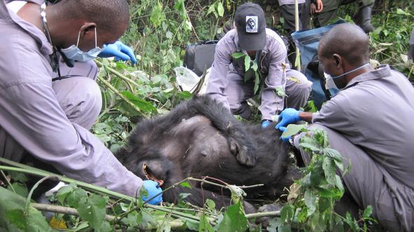 Veterinarians tend to a mountain gorilla patient in an East African forest. Photo: Gorilla Doctors