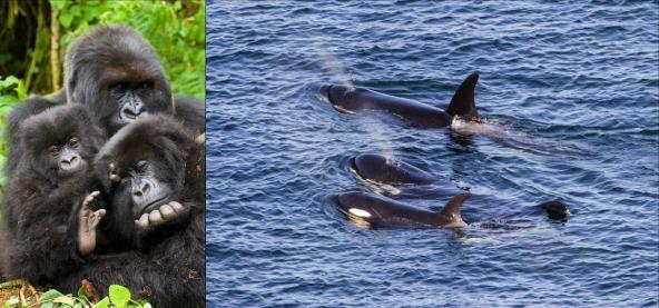 //www.flickr.com/photos/andriesoudshoorn. Right: J pod southern resident orcas – Photo: Miles Ritter (CC BY-NC-SA 2.0) https://www.flickr.com/photos/mrmritter/42903242165