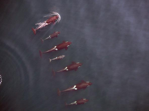 A photogrammetry image of the entire I16 matriline of Northern Resident killer whales taken in 2014. Photo: NOAA Fisheries, Vancouver Aquarium An entire family group of Northern Resident killer whales, known as the I16 matriline, is photographed from a remote-controlled hexacopter, providing information about the whales’ physical condition and growth patterns. Photo: NOAA Fisheries, Vancouver Aquarium