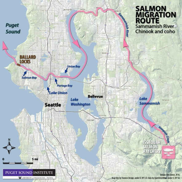 Sammamish salmon migration route from Issaquah Creek to Puget Sound. Map: Kris Symer/PSI.