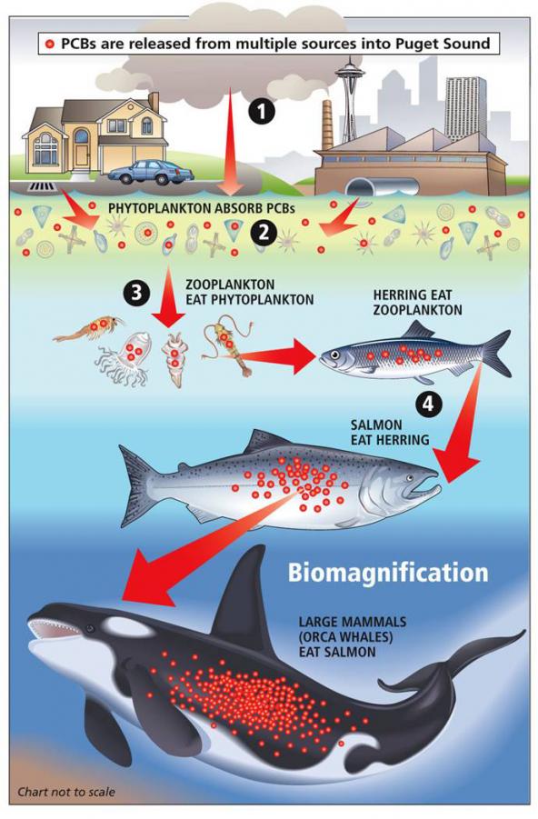 Diagram showing PCB biomagnification in the Puget Sound food web. PCBs are one type of PBT. Image: Copyright Seattle Post-Intelligencer http://www.seattlepi.com/