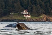 Yukusam the sperm whale in Haro Strait off of Turn Point Lighthouse, Stuart Island, WA. March 2018. Photo: Copyright Jeff Friedman, Maya's Legacy Whale Watching (used with permission) http://sanjuanislandwhalewatch.com/first-ever-sperm-whale-san-juan-islands/ Yukusam the sperm whale in Haro Strait off of Turn Point Lighthouse, Stuart Island, WA. March 2018. Photo: Copyright Jeff Friedman, Maya's Legacy Whale Watching (used with permission) http://sanjuanislandwhalewatch.com/first-ever-sperm-whale-san-juan-islands/