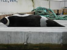 Ribbon seal sighted on January 11th, 2012 a dock on the Duwamish River, Seattle, Washington (credit Matt Cleland) Ribbon seal sighted on January 11th, 2012 a dock on the Duwamish River, Seattle, Washington (credit Matt Cleland)