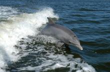 A bottlenose dolphin surfs the wake of a boat. Photo: NASA