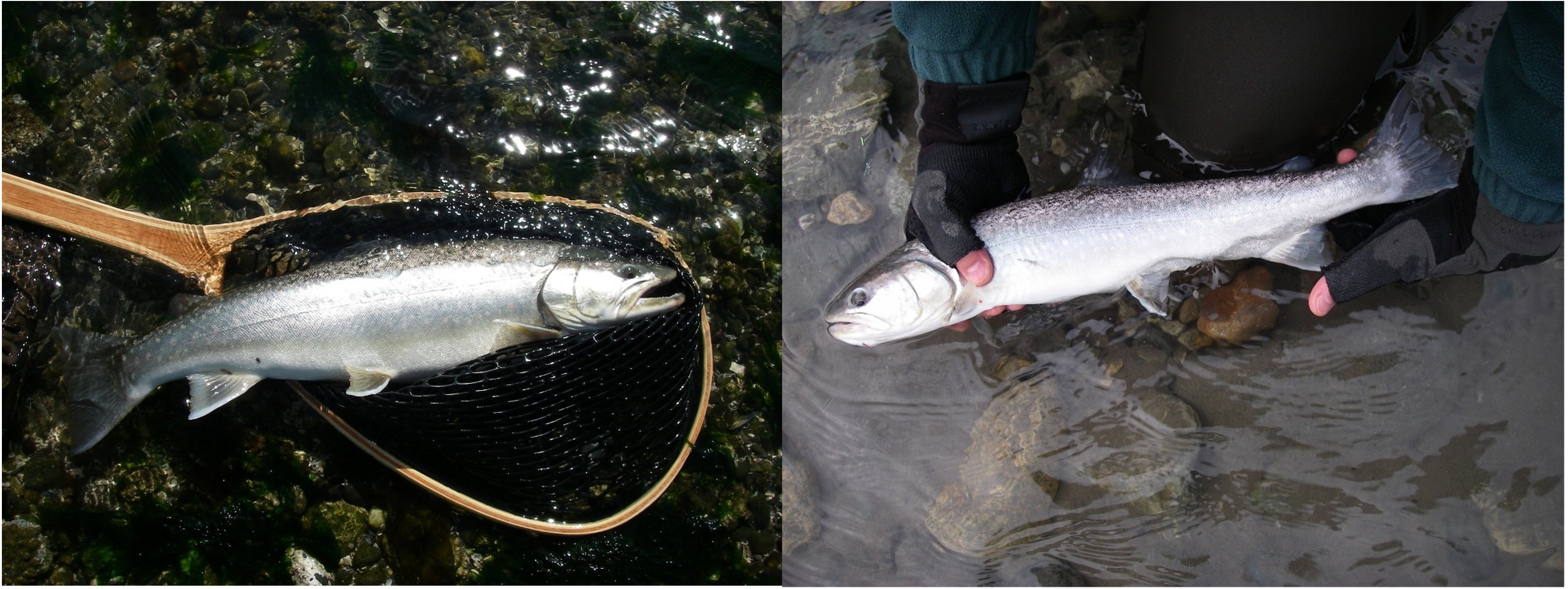 Bull trout caught in Skagit Bay in mid-May, hence anadromous (left), and another caught in the Skagit River in late January, whose silvery rather than dark colors suggest that it may also have been to salt water (right). Photos: Thomas Quinn. Two side by side photos. Left: a silvery fish in a wooden handled net at above the surface of clear water and stones. Right: Two hands with fingerless gloves holding a fish just above the water surface.