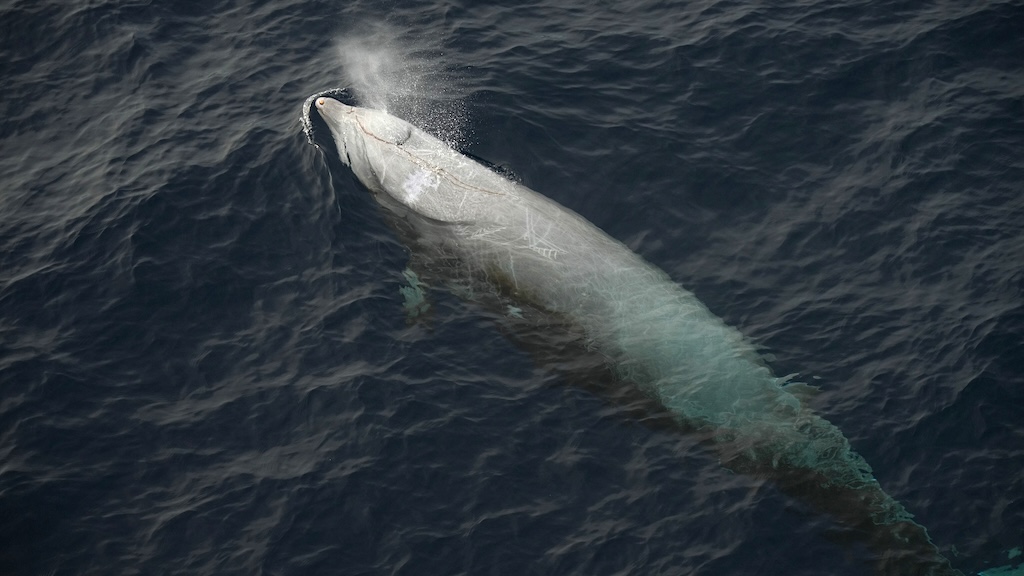 Cuvier's beaked whale. Photo: Brendan Murtha/iNaturalist (CC BY-NC) Cuvier's beaked whale surfacing and exhaling a visible blow of mist from its blowhole, with its pale body partially visible beneath the dark ocean water.