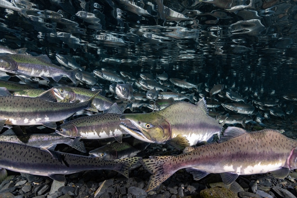 In odd years, an abundance of pink salmon correlates with a decline in Chinook salmon and southern resident killer whales in Puget Sound. Photo: nlarghi/iNaturalist (CC BY NC). Underwater view of many fish swimming in one direction.