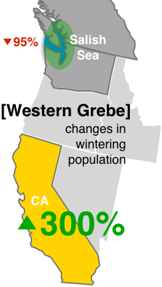 Graphic: Western Grebes wintering in the Salish Sea have declined by 95% while California populations have increased by 300%
